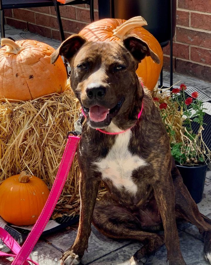 Anabelle, an adoptable American Staffordshire Terrier Mix in Newcastle, OK_image-3