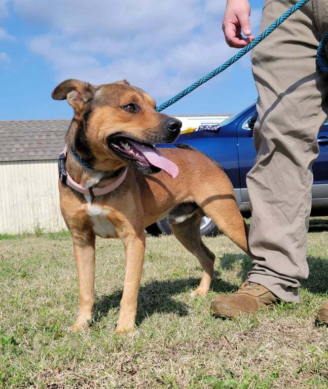Moonshine, an adopted American Staffordshire Terrier & Corgi Mix in Newcastle, OK_image-1