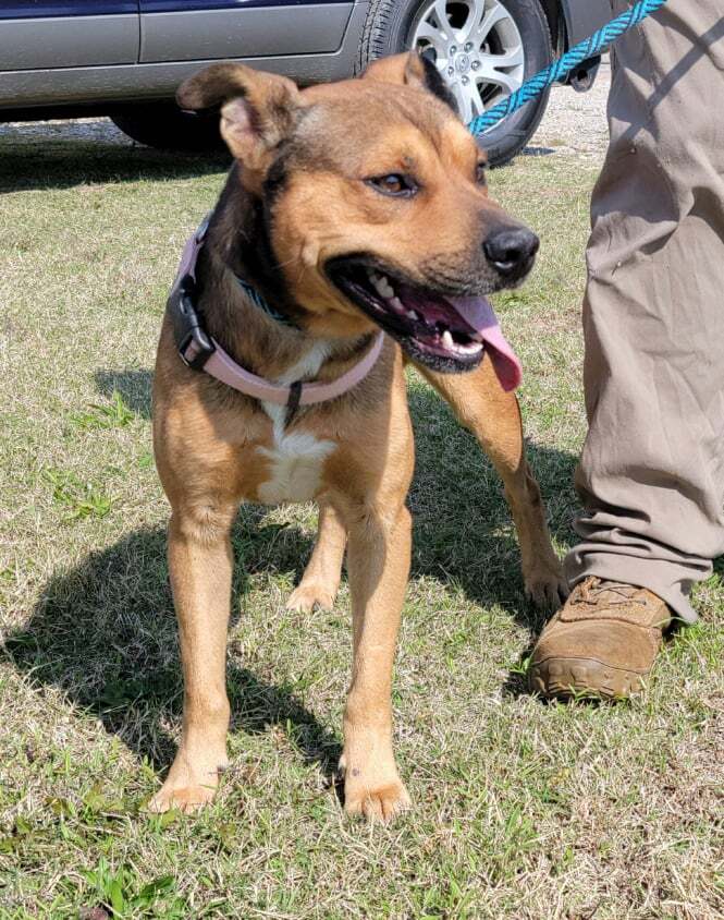 Moonshine, an adopted American Staffordshire Terrier & Corgi Mix in Newcastle, OK_image-4