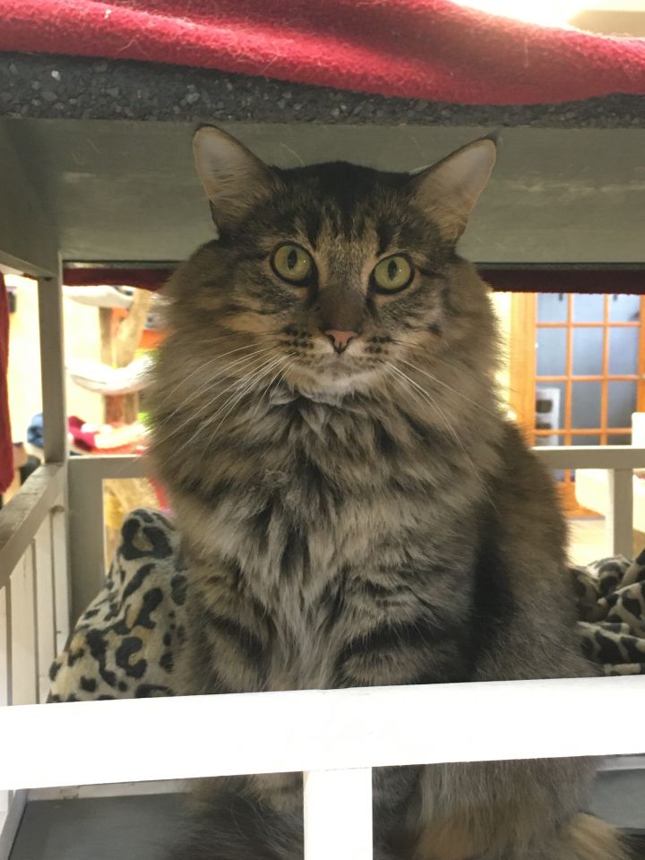 Cat for adoption Decklin, a Domestic Medium Hair in Crystal Lake, IL