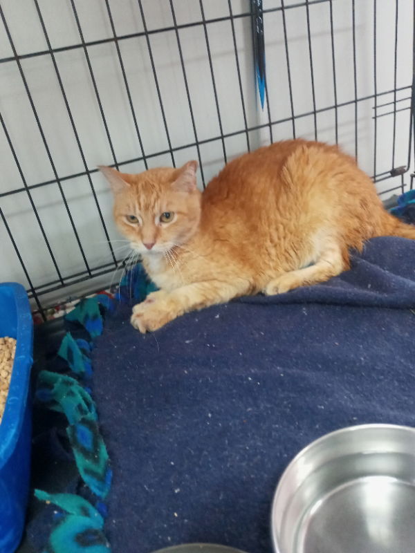 Alistair, an adoptable American Shorthair in Naples, FL, 34116 | Photo Image 2