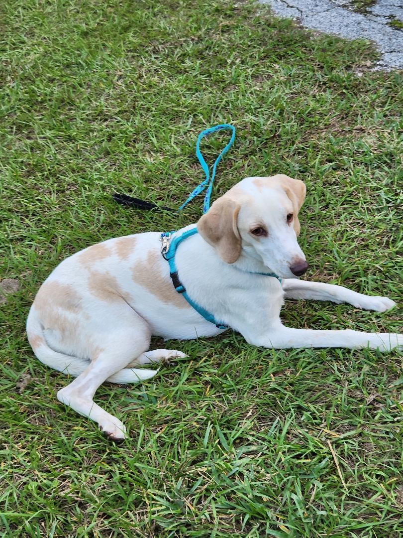 Harmony, an adoptable Hound in Brooksville, FL, 34603 | Photo Image 1