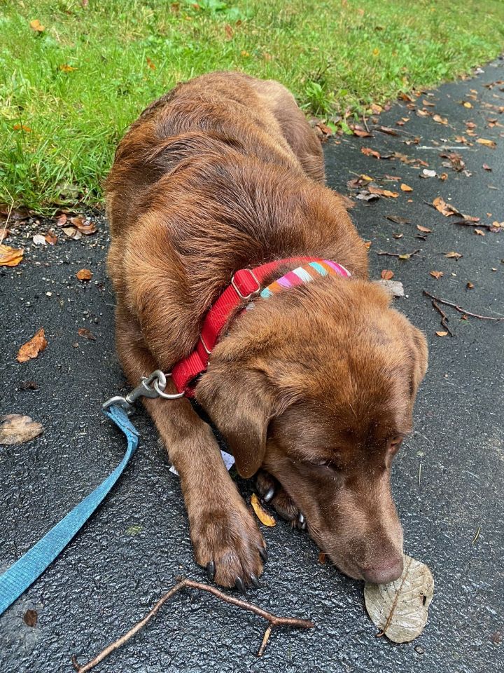 Roxy, an adopted Chocolate Labrador Retriever in Warrington, PA_image-3
