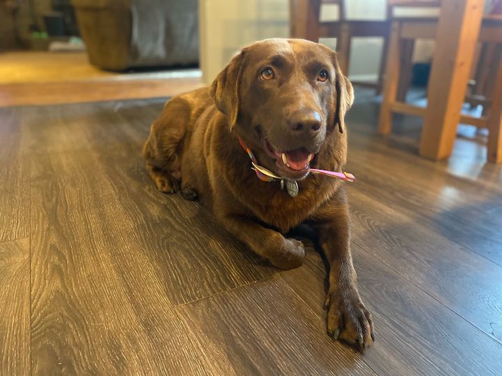 Roxy, an adopted Chocolate Labrador Retriever in Warrington, PA_image-6