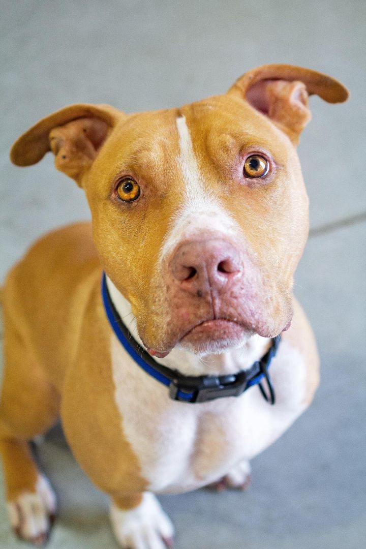 Thor, an adoptable Pit Bull Terrier Mix in Eagle, ID_image-1