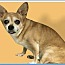 Daisy, an adoptable Chihuahua, Pug in Creston, CA, 93432 | Photo Image 2