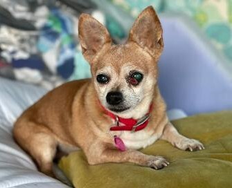 Daisy, an adoptable Chihuahua, Pug in Creston, CA, 93432 | Photo Image 1