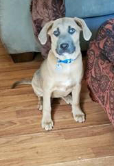 Ellie - ADOPTION PENDING, an adopted Labrador Retriever Mix in Albany, NY_image-2