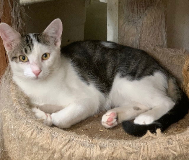 Cisco, an adoptable Domestic Short Hair in Crescent, OK, 73028 | Photo Image 1