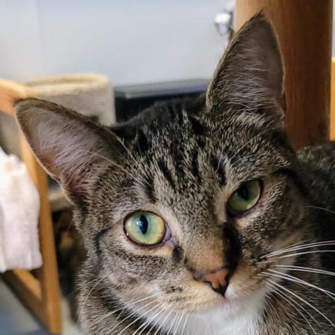 Juno, an adoptable Domestic Short Hair in Sheridan, WY, 82801 | Photo Image 1