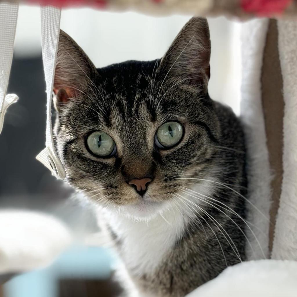 Juno, an adoptable Domestic Short Hair in Sheridan, WY, 82801 | Photo Image 1