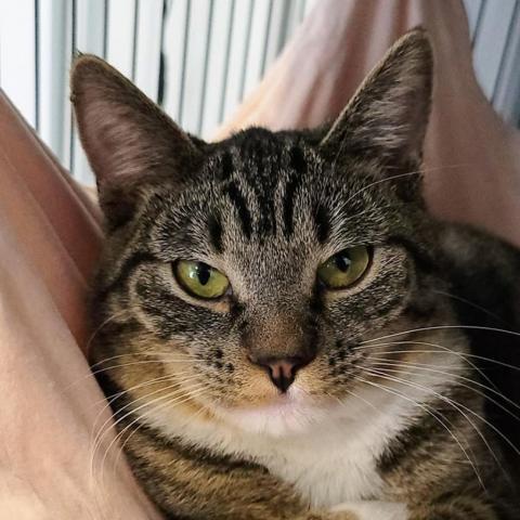 Yari, an adoptable Domestic Short Hair in Sheridan, WY, 82801 | Photo Image 1