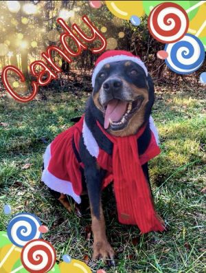 Atlantic rottweiler sale rescue