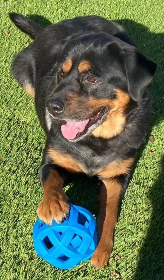 Bella, an adoptable Rottweiler in Mooresville, NC, 28117 | Photo Image 1