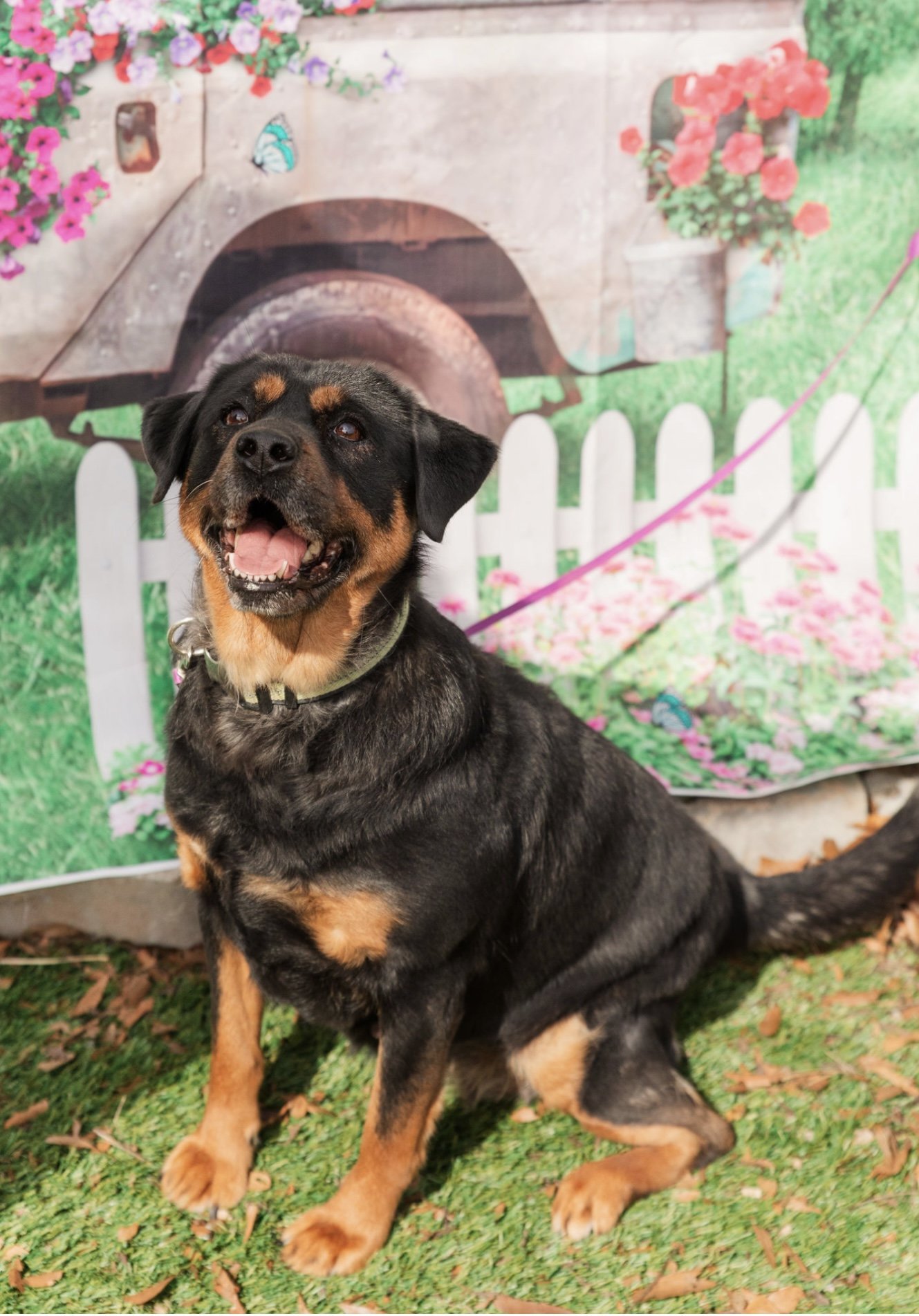 Bella, an adoptable Rottweiler, Shepherd in Mooresville, NC, 28117 | Photo Image 2