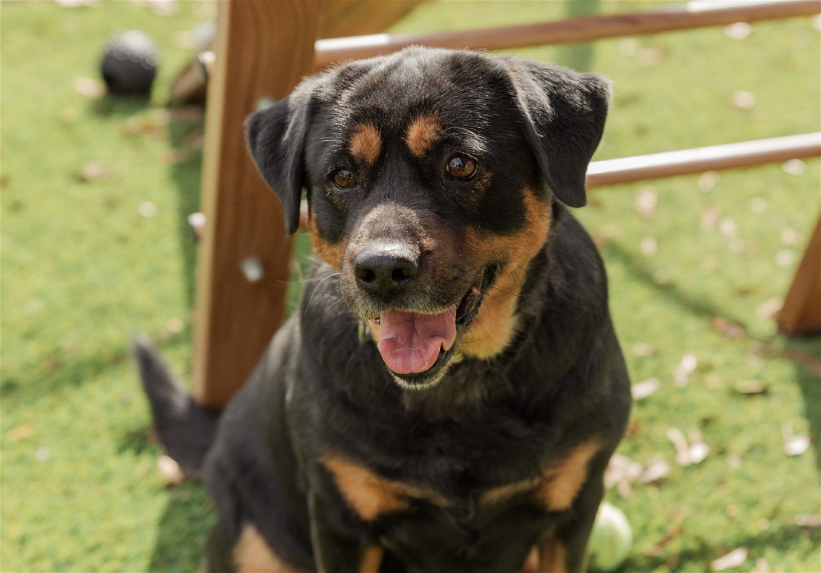 Bella, an adoptable Rottweiler, Shepherd in Mooresville, NC, 28117 | Photo Image 3