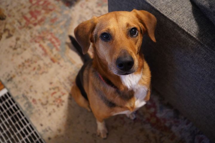 Marco , an adopted Beagle Mix in Rochester, NY_image-4