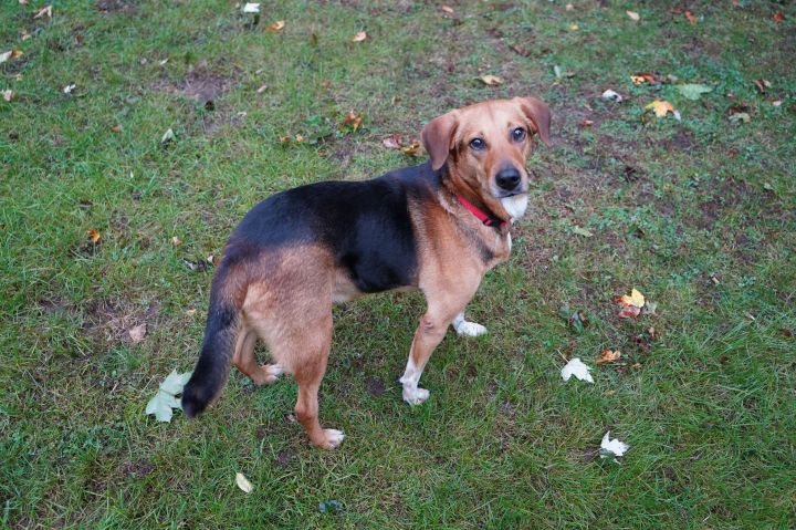 Marco , an adopted Beagle Mix in Rochester, NY_image-6