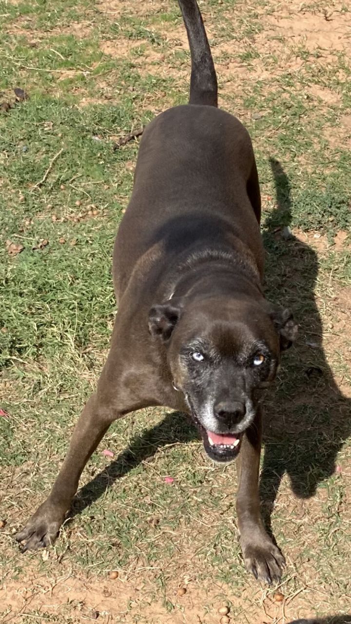 australian cattle dog pitbull mix