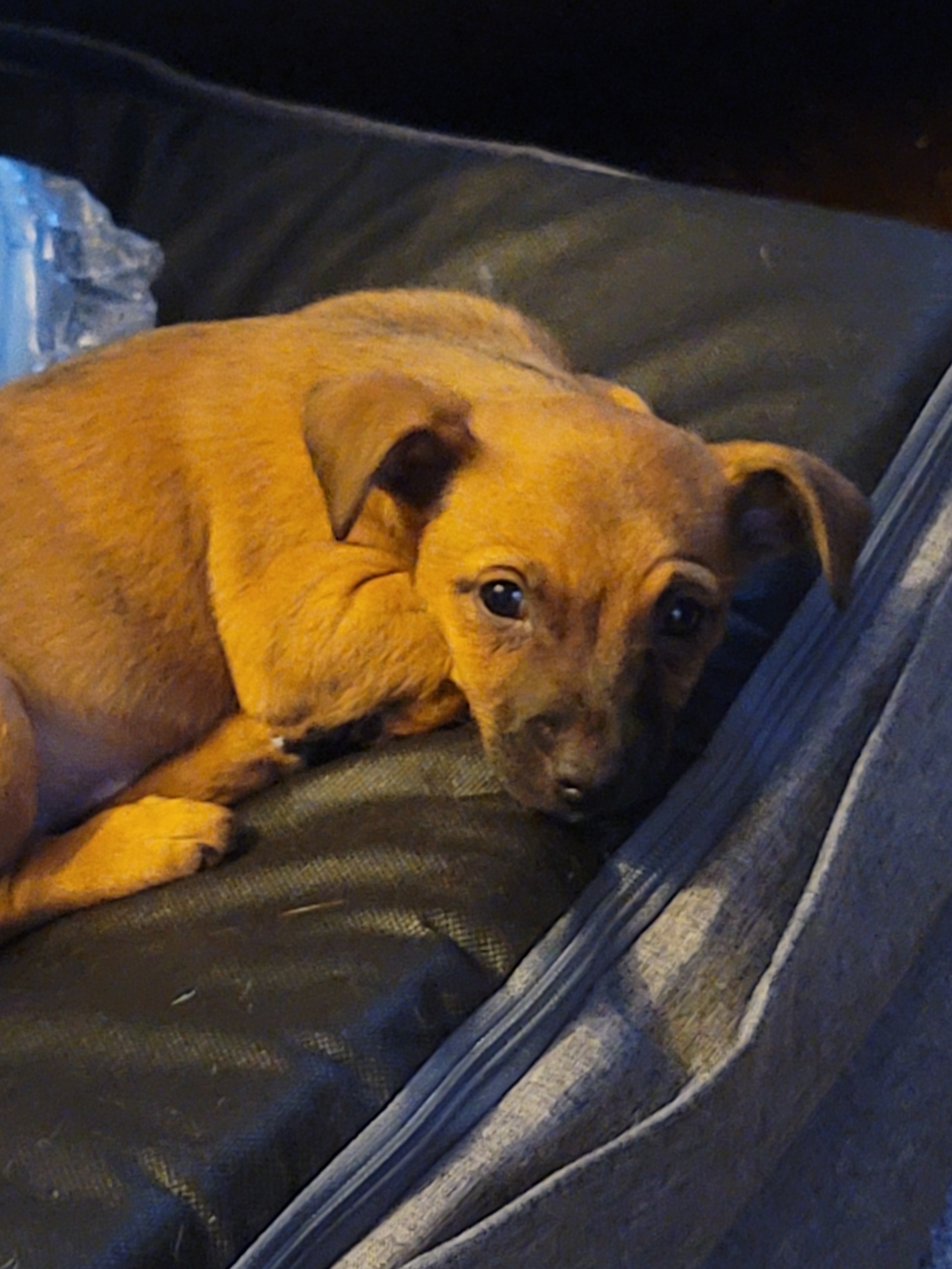 Dog For Adoption Gnocchi A Mixed Breed In Turlock Ca Petfinder