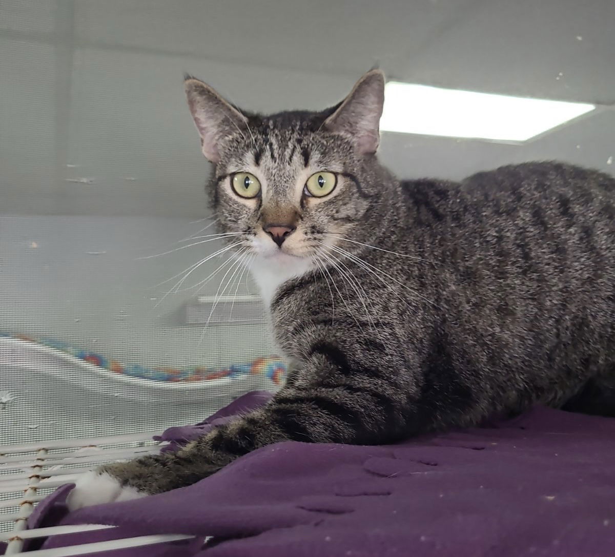 Jasper, an adoptable American Shorthair in Naples, FL, 34116 | Photo Image 1