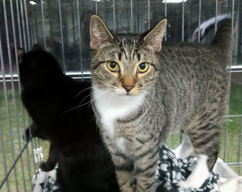 Jasper, an adoptable American Shorthair in Naples, FL, 34116 | Photo Image 2