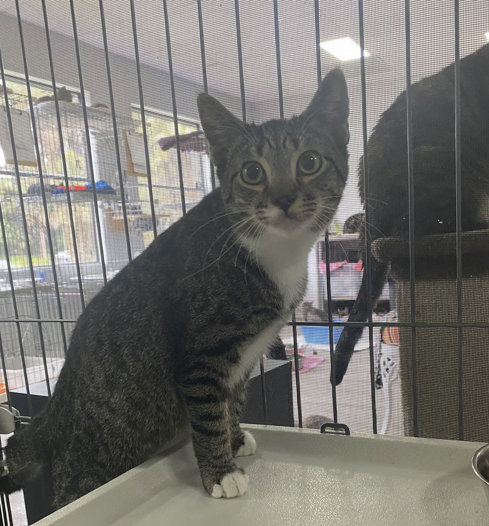 Jasper, an adoptable American Shorthair in Naples, FL, 34116 | Photo Image 3