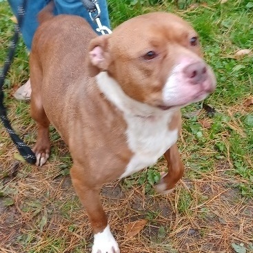 Gabby, an adoptable Pit Bull Terrier in Philippi, WV, 26416 | Photo Image 1