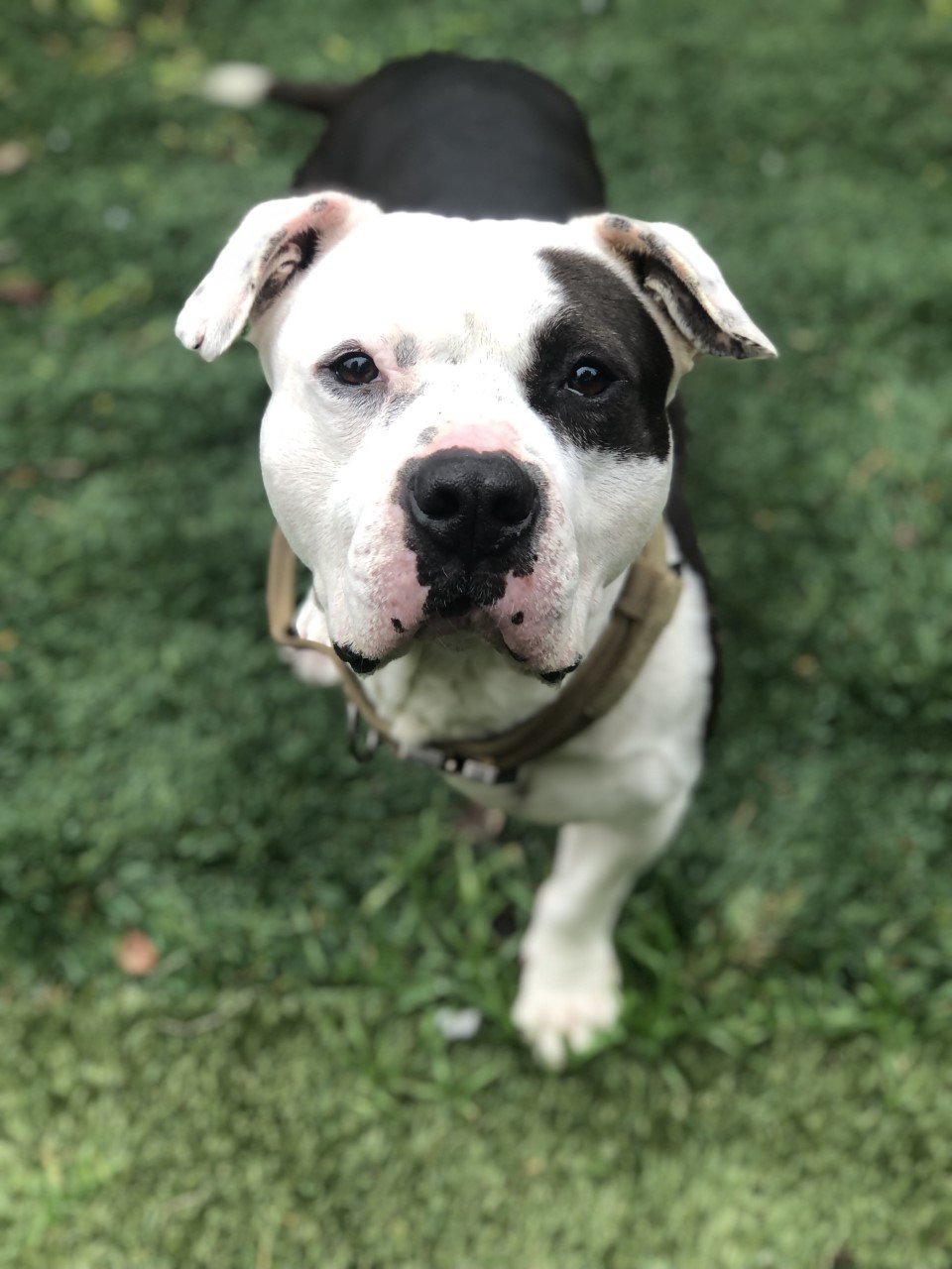 OLLIE, an adoptable Pit Bull Terrier in napa, CA, 94559 | Photo Image 2