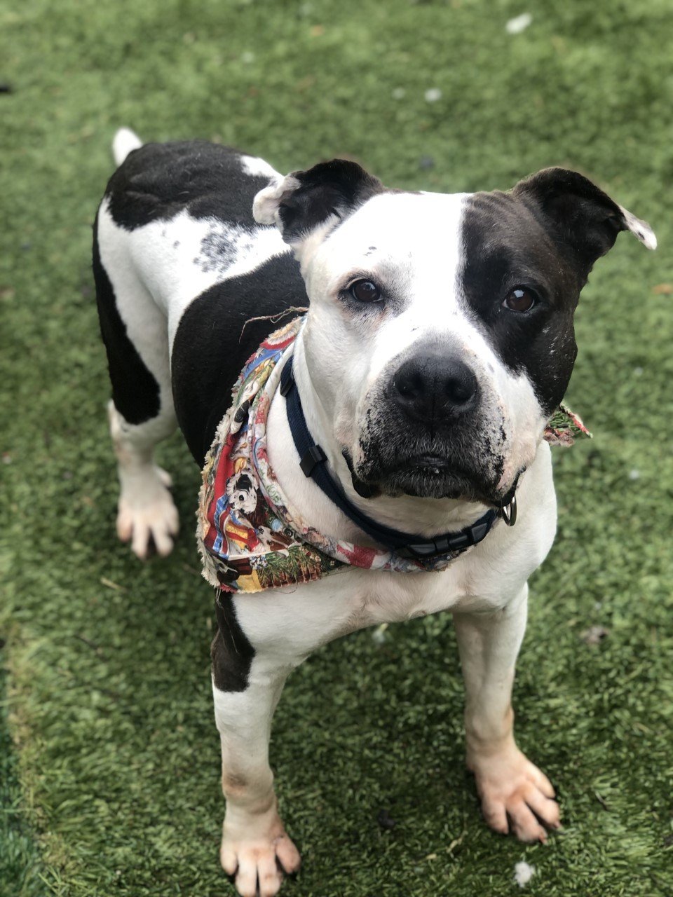OLLIE, an adoptable Pit Bull Terrier in napa, CA, 94559 | Photo Image 1
