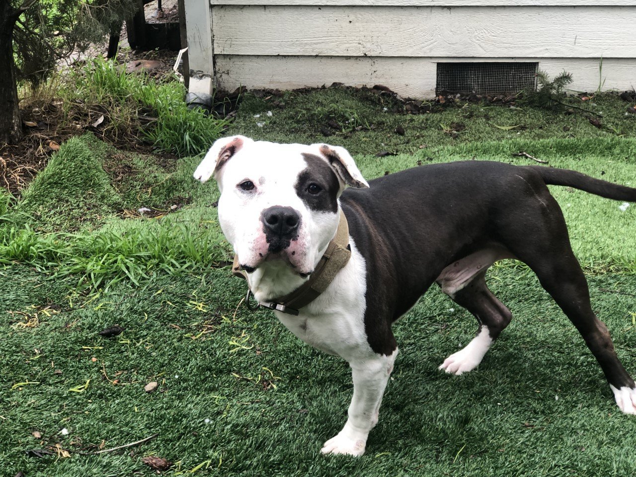 OLLIE, an adoptable Pit Bull Terrier in napa, CA, 94559 | Photo Image 3