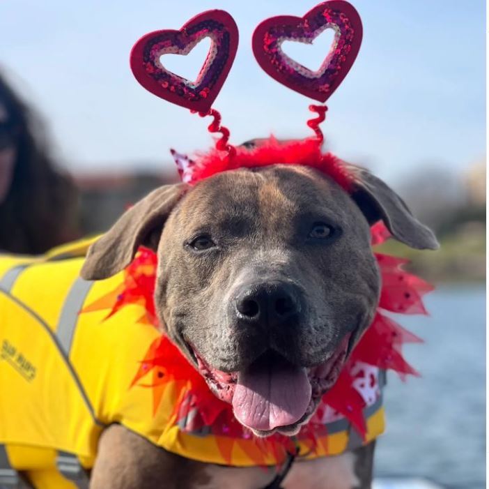 Jaxon, an adoptable American Staffordshire Terrier in San Diego, CA, 92108 | Photo Image 1