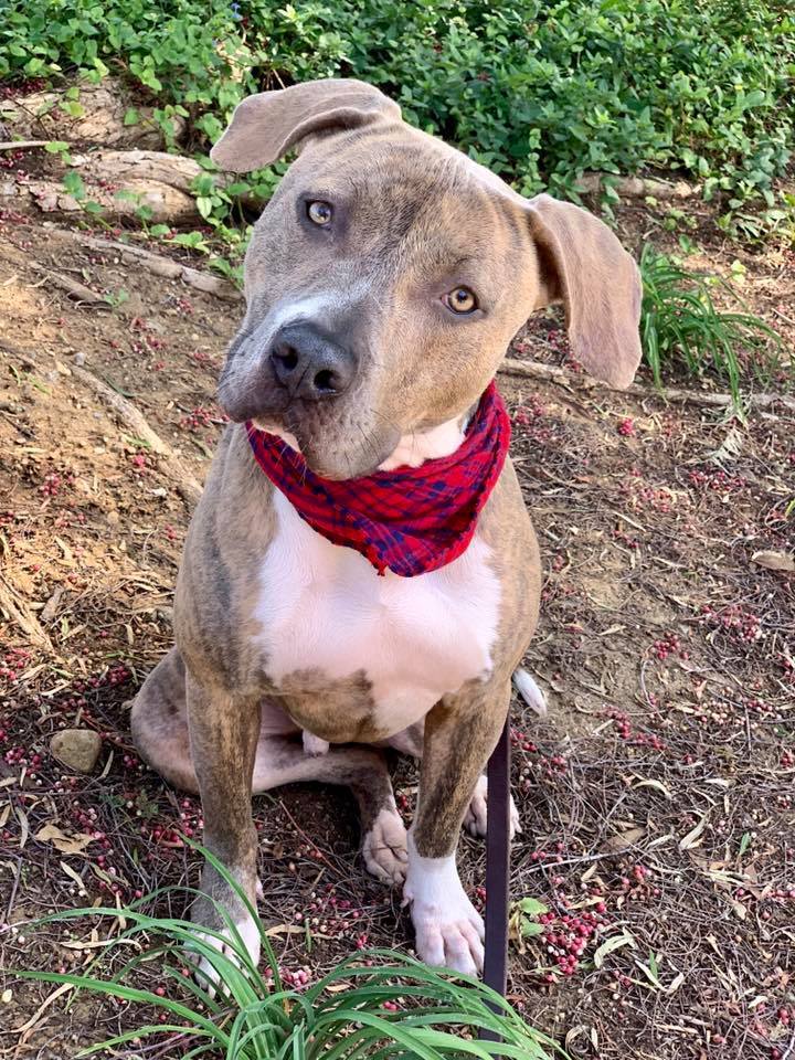 Jaxon, an adoptable American Staffordshire Terrier in San Diego, CA, 92108 | Photo Image 2