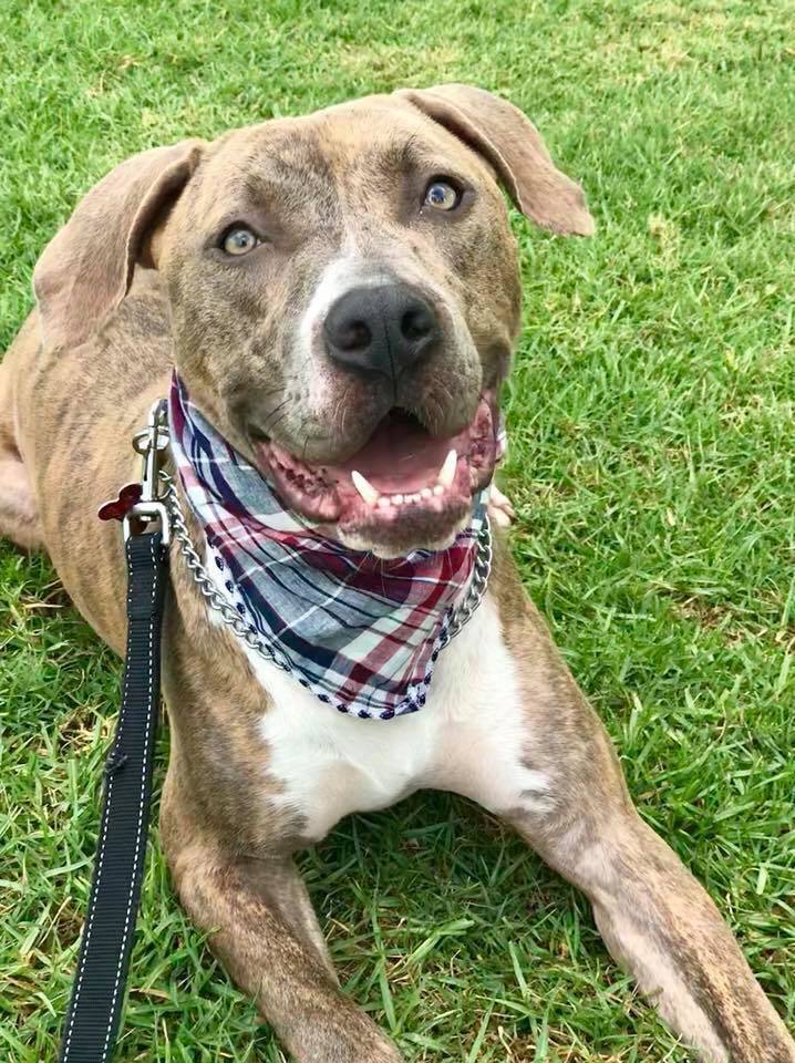 Jaxon, an adoptable American Staffordshire Terrier in San Diego, CA, 92108 | Photo Image 2