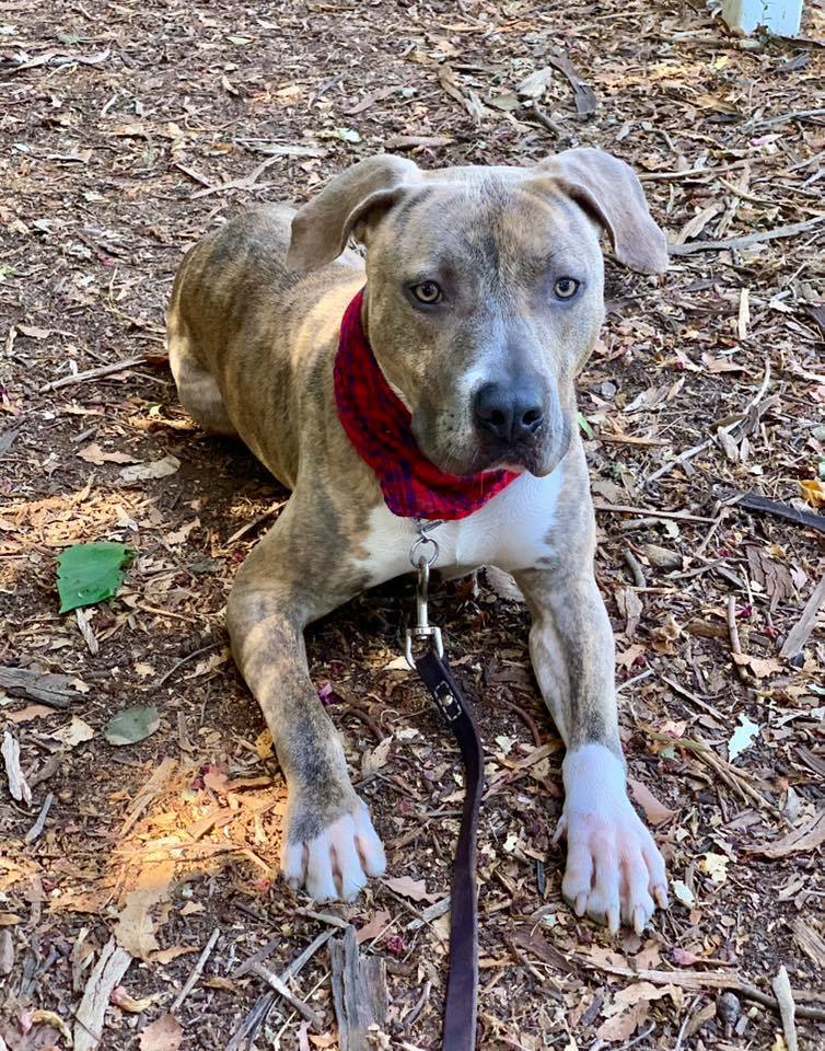 Jaxon, an adoptable American Staffordshire Terrier in San Diego, CA, 92108 | Photo Image 3