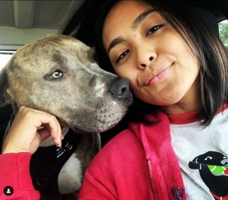 Jaxon, an adoptable American Staffordshire Terrier in San Diego, CA, 92108 | Photo Image 3