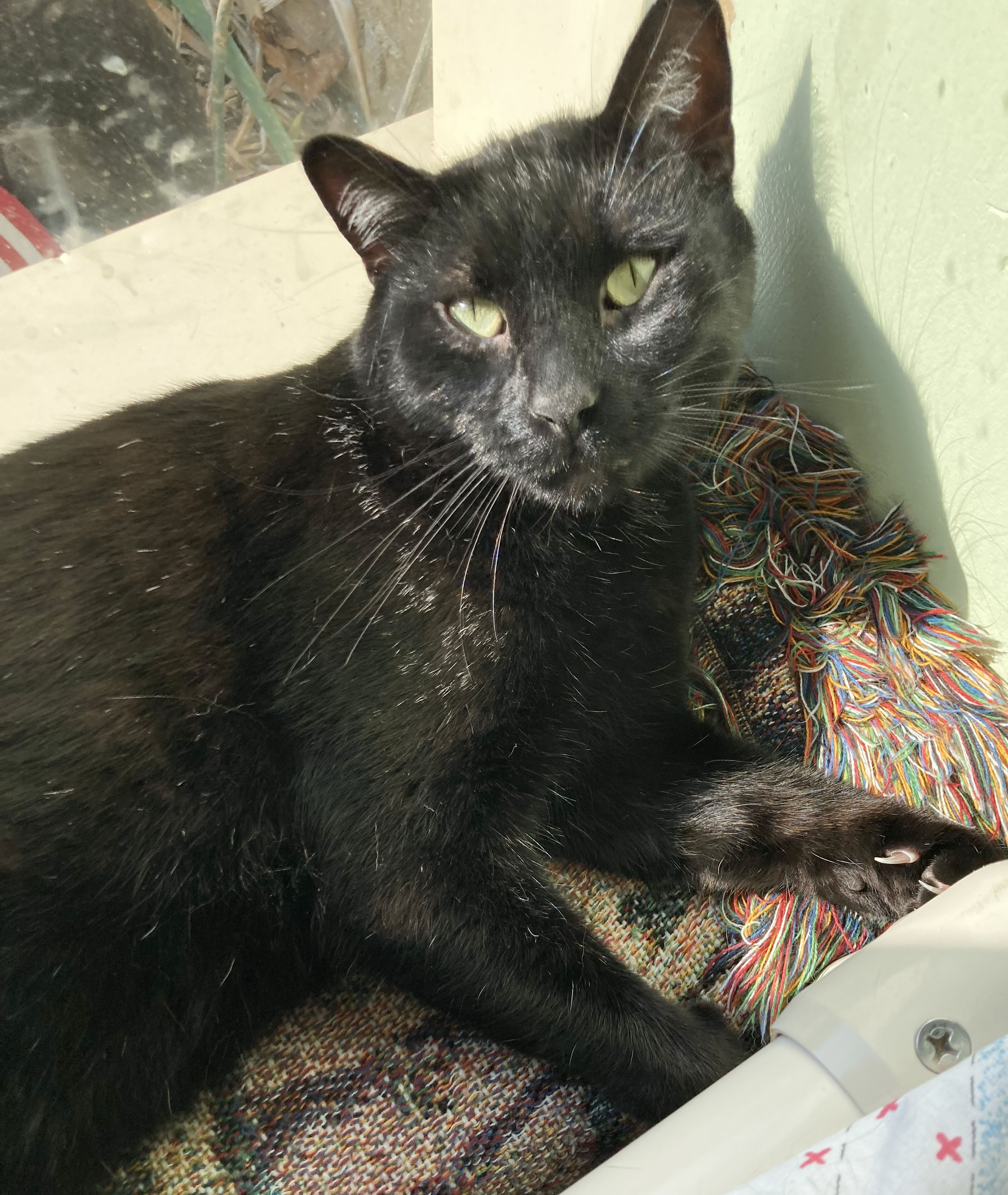 Buzz, an adoptable Domestic Short Hair in Parkville, MO, 64152 | Photo Image 2