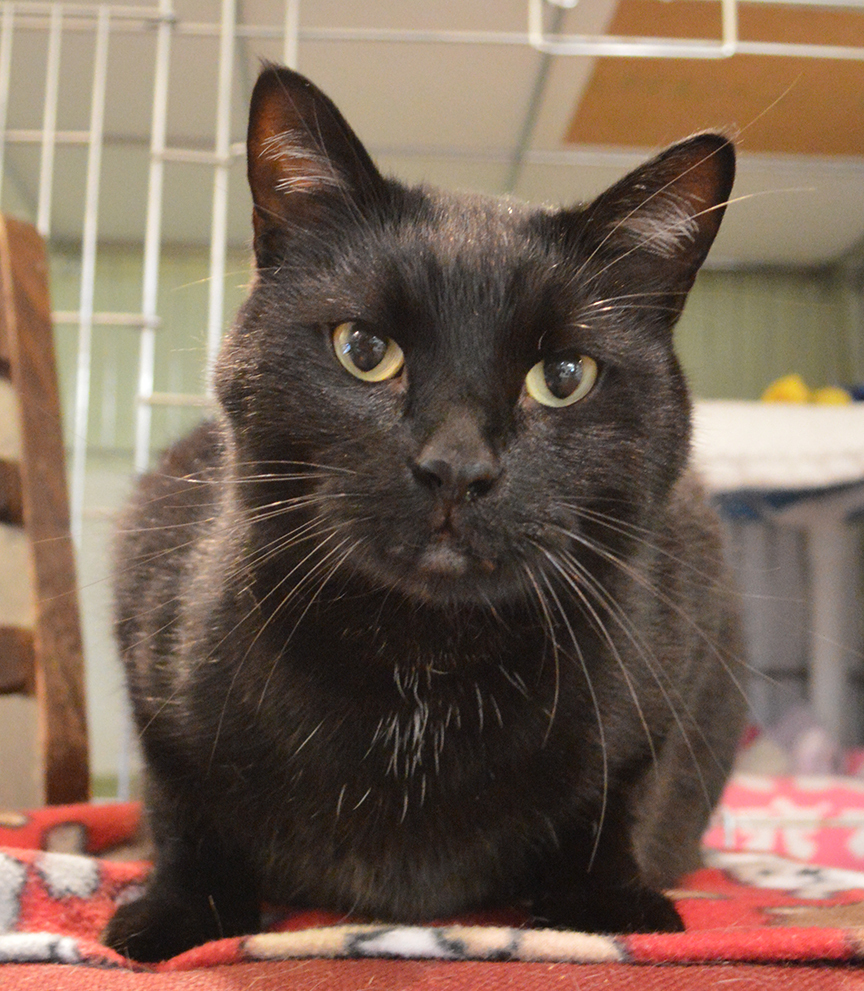 Buzz, an adoptable Domestic Short Hair in Parkville, MO, 64152 | Photo Image 4