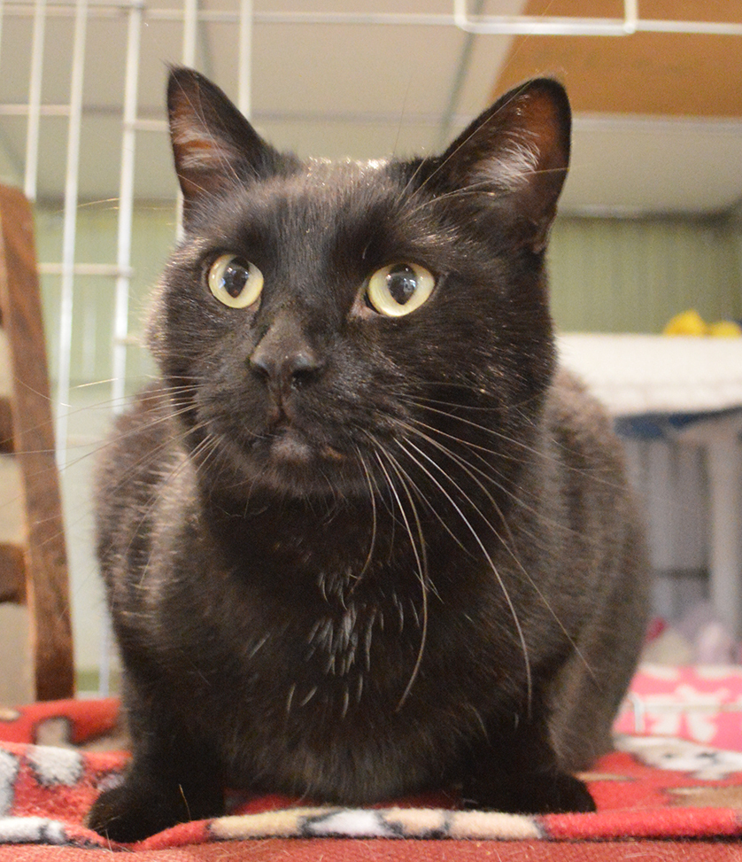 Buzz, an adoptable Domestic Short Hair in Parkville, MO, 64152 | Photo Image 6