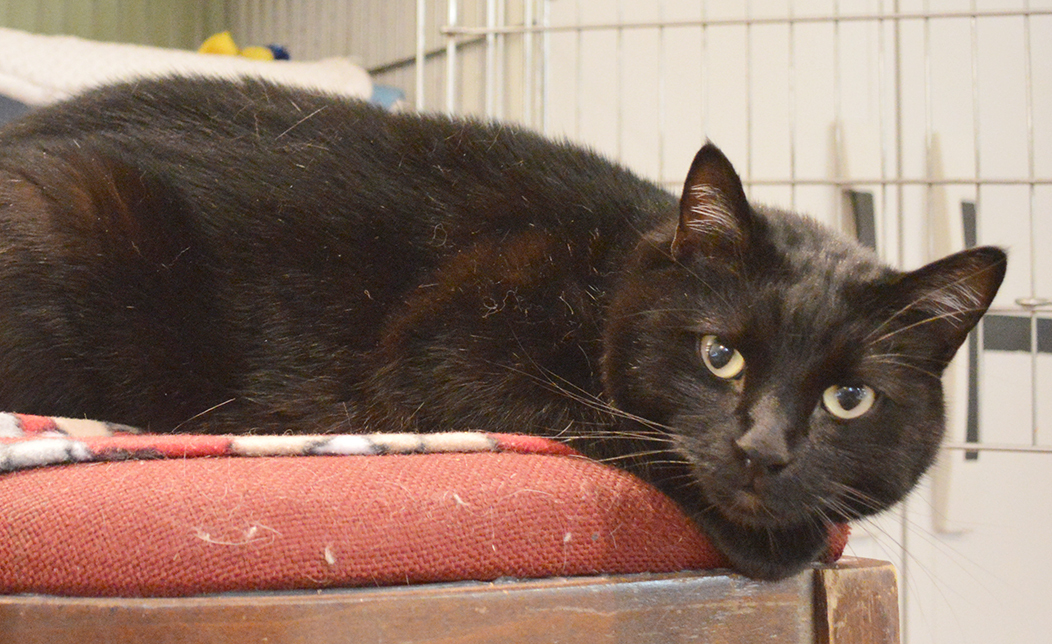 Buzz, an adoptable Domestic Short Hair in Parkville, MO, 64152 | Photo Image 8