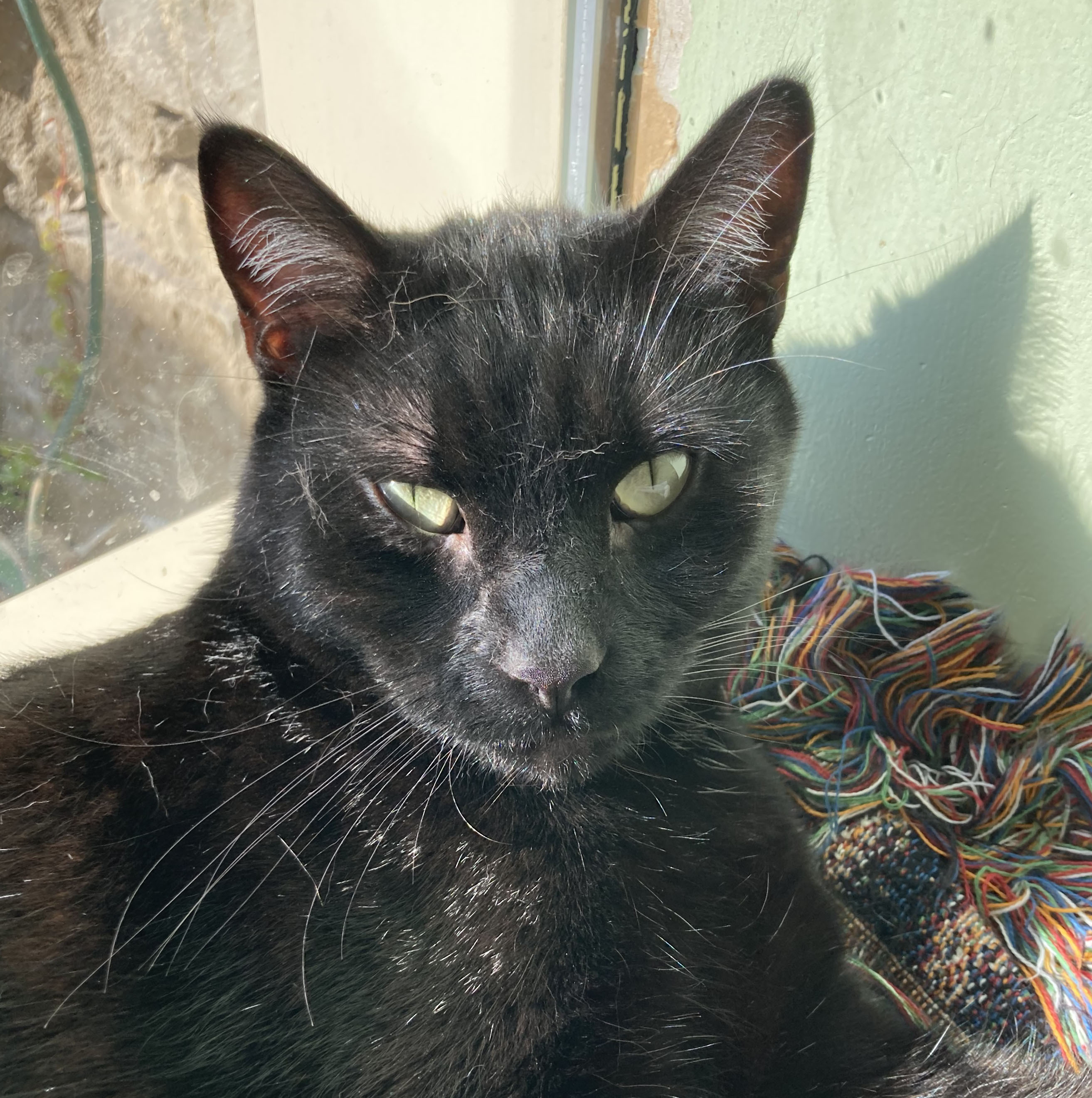 Buzz, an adoptable Domestic Short Hair in Parkville, MO, 64152 | Photo Image 10