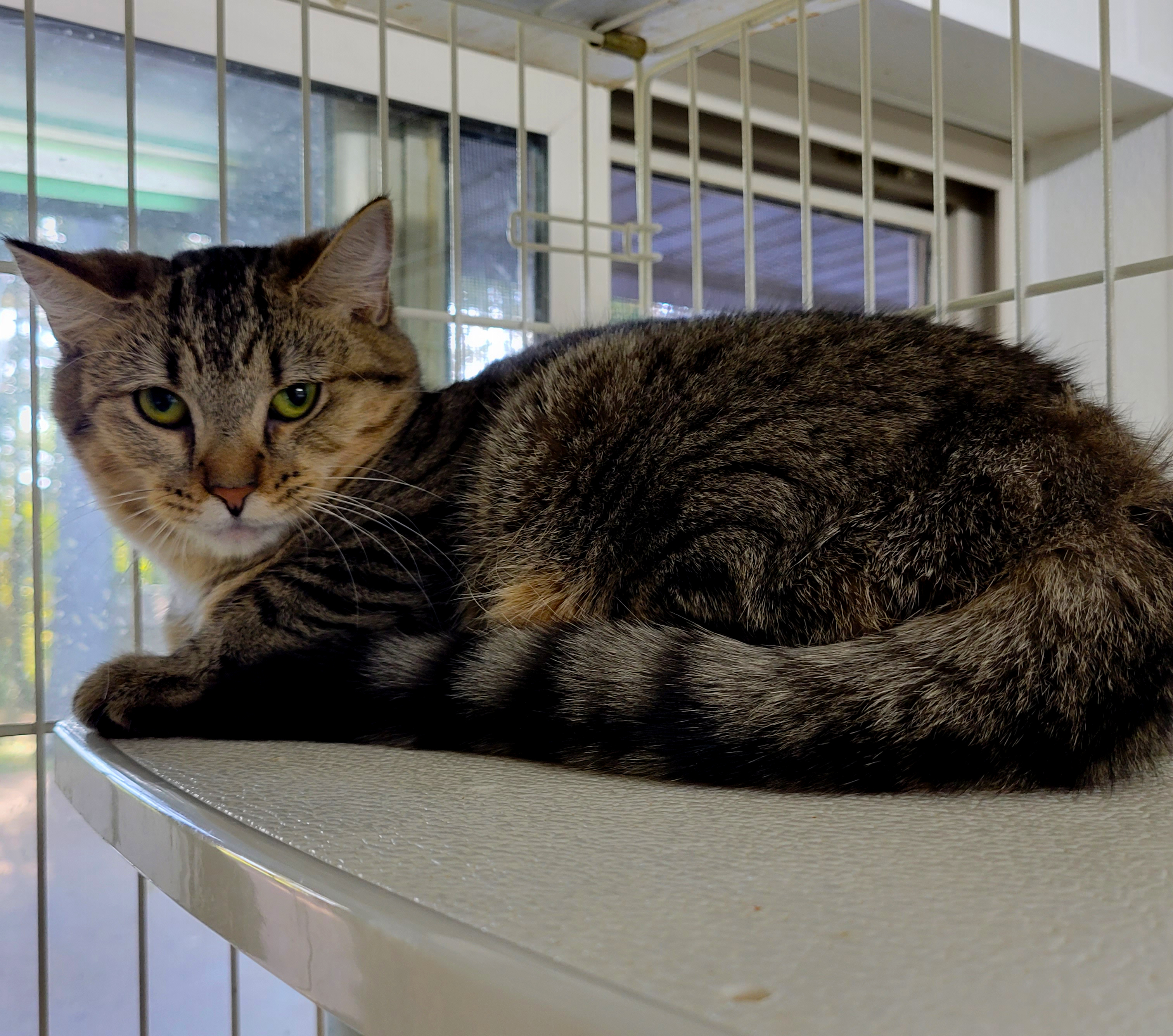 Maryland, an adoptable American Shorthair in Philippi, WV, 26416 | Photo Image 1