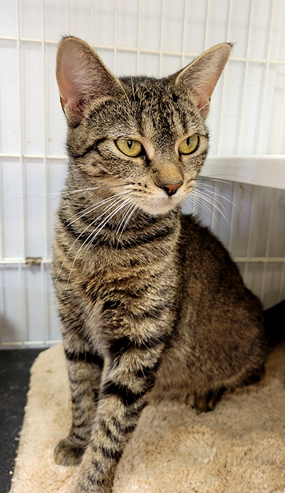 Sarabi, an adoptable American Shorthair in Philippi, WV, 26416 | Photo Image 1