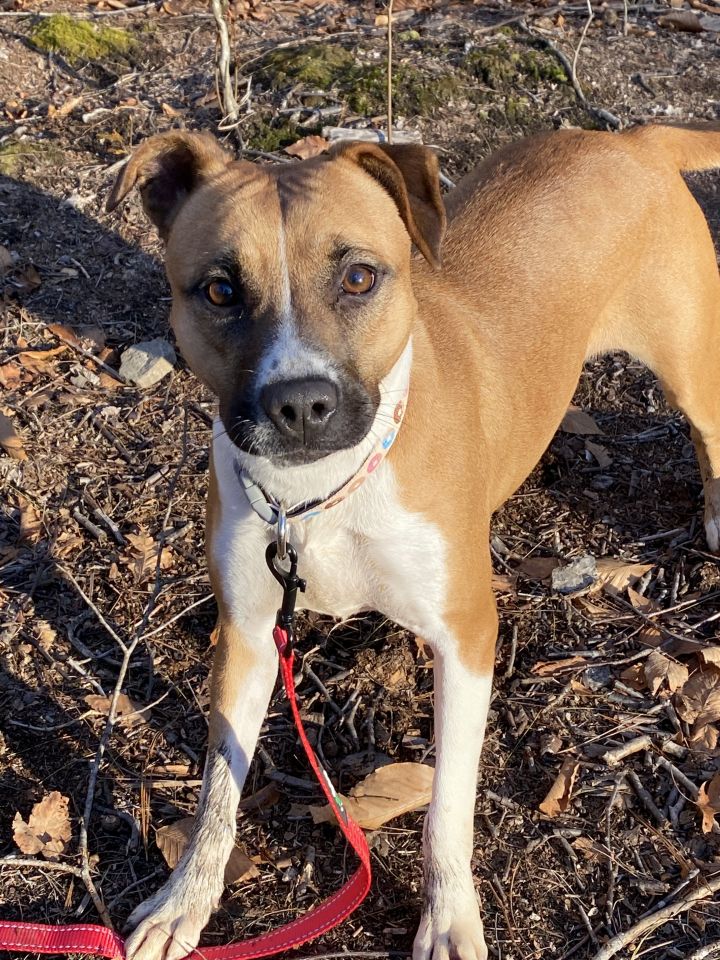Scarlet~ALWAYS happy!, an adopted Black Mouth Cur & Boxer Mix in Woodbury, CT_image-3