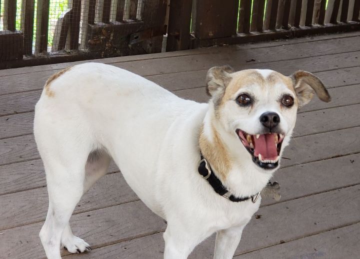 Pumpkin, an adopted Italian Greyhound & Jack Russell Terrier Mix in Albany, NY_image-1