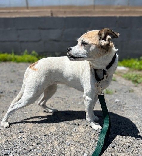 Pumpkin, an adopted Italian Greyhound & Jack Russell Terrier Mix in Albany, NY_image-3
