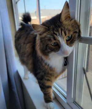 DOB 51116 Hello dear cat lover I am Cedric a very handsome Maine Coon Mix with silky and soft f