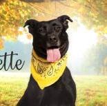 Suzette, an adopted Labrador Retriever & Pit Bull Terrier Mix in Red Bluff, CA_image-1