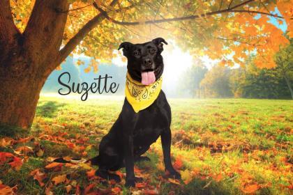 Suzette, an adopted Labrador Retriever & Pit Bull Terrier Mix in Red Bluff, CA_image-5
