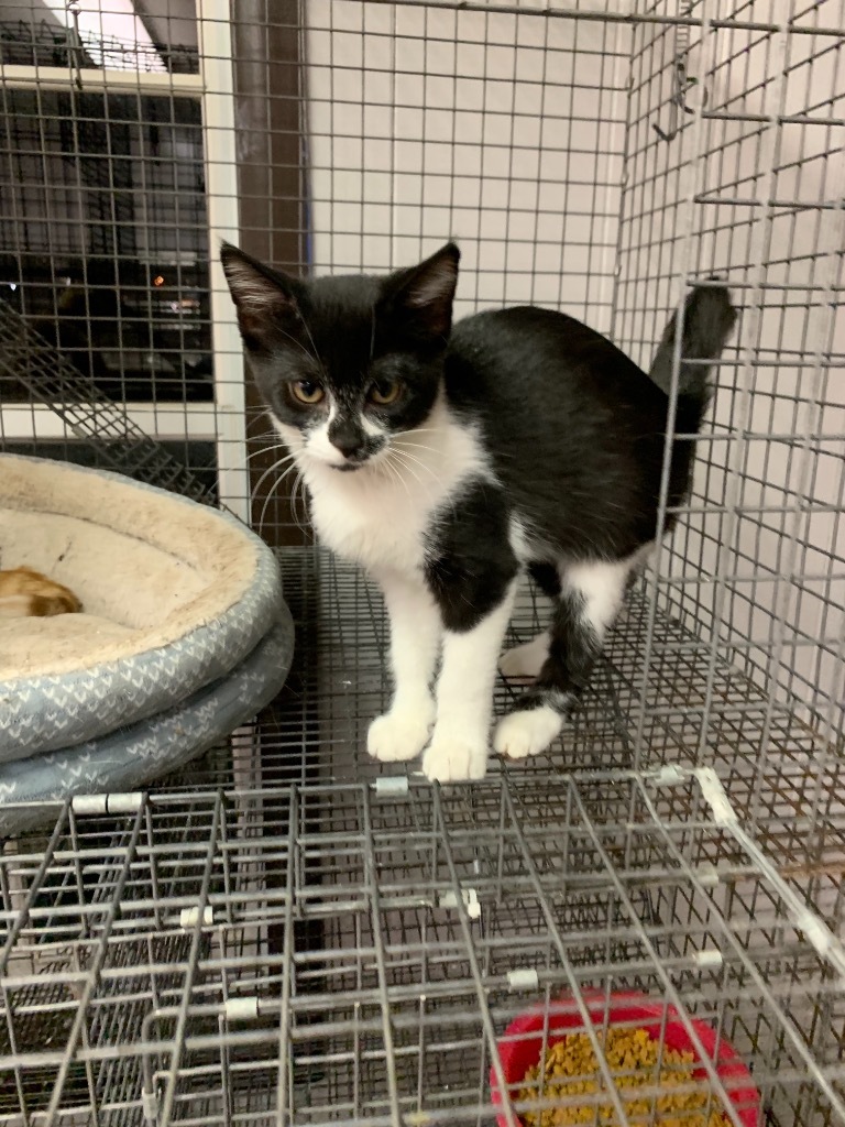 Mari, an adoptable Domestic Short Hair in Portland, IN, 47371 | Photo Image 2